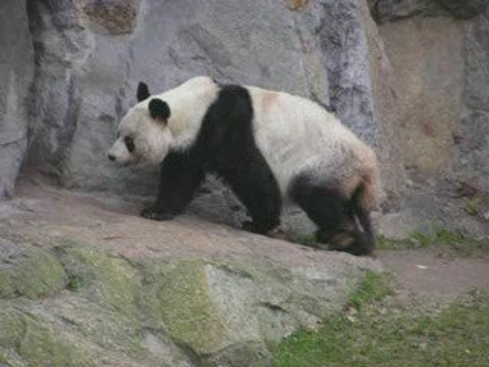 Panda Géant