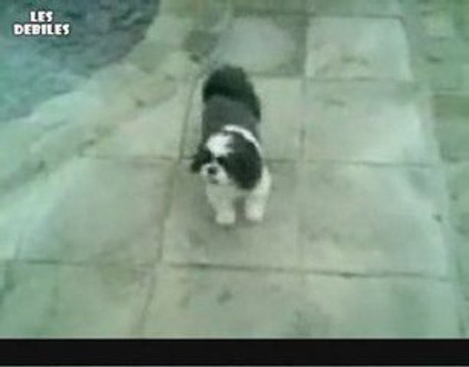 Un chien apprend le Moonwalk tkt! lol!
