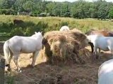 Saint Sébastien sur Loire : poneys