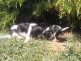 les chiots cavaliers king charles à 1 mois et demi