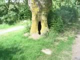 Saint Sébastien sur Loire : arbre remarquable