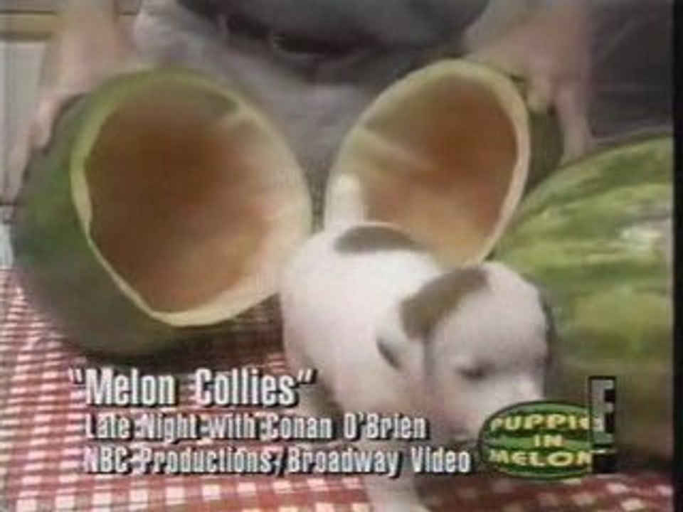 Talk Soup - Puppies in Melons channel