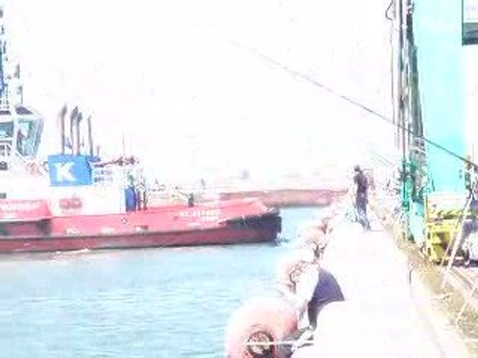 abeilles du Havre