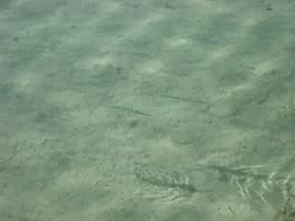 Cornetfish in Sharm
