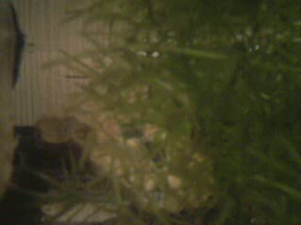 crabe1