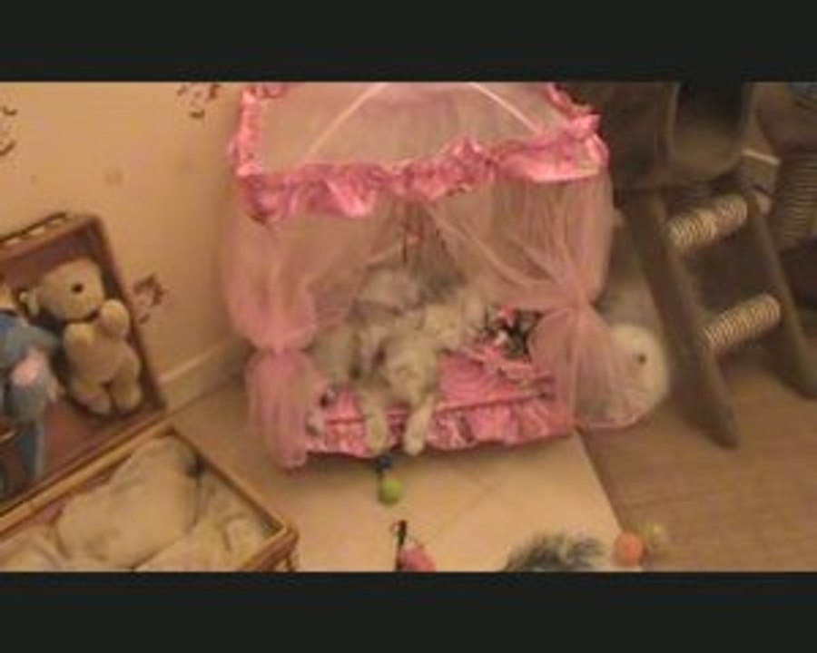 chaton persan chinchilla