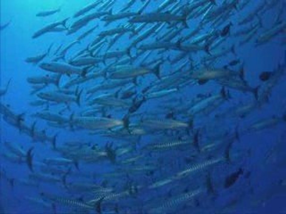 dreamscene baracuda