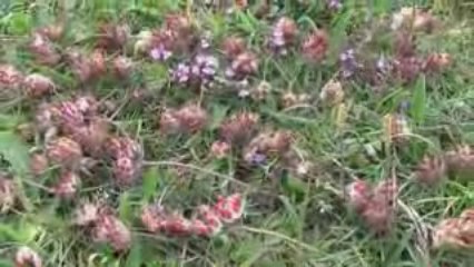 St Govan's Head, Pembrokeshire