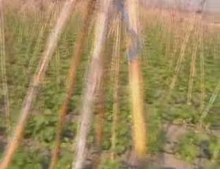 osman kocaman barbunya ilk hali