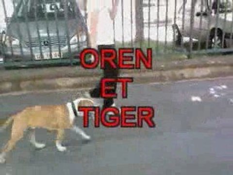 AMERICAN STAFF FORMATION SUPER STAFF SYM-DOG EDUCATION