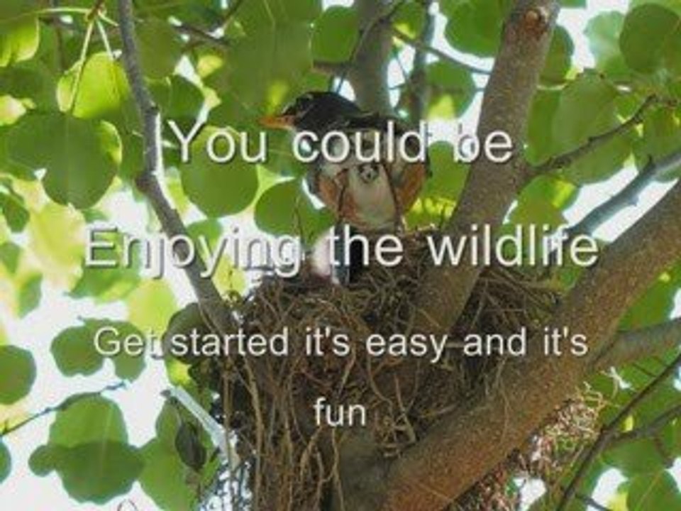 Birdwatching Binoculars