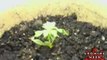 Indoor Marijuana Growing Setup - How to Grow Pot Seeds 5