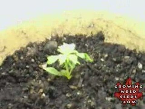 Indoor Marijuana Growing Setup - How to Grow Pot Seeds 5