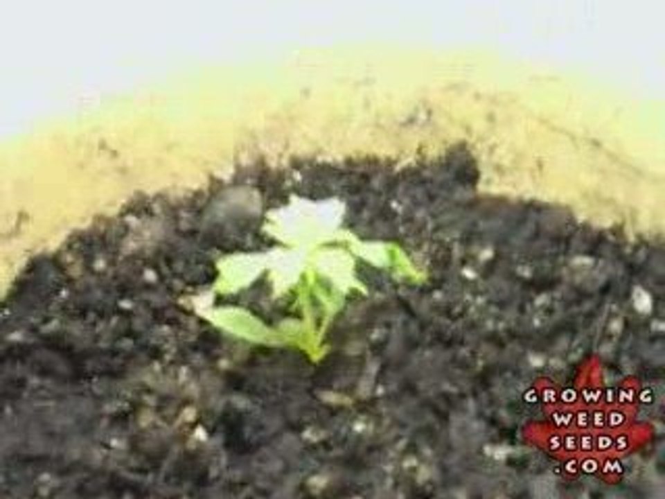 Indoor Marijuana Growing Setup - How to Grow Pot Seeds 5