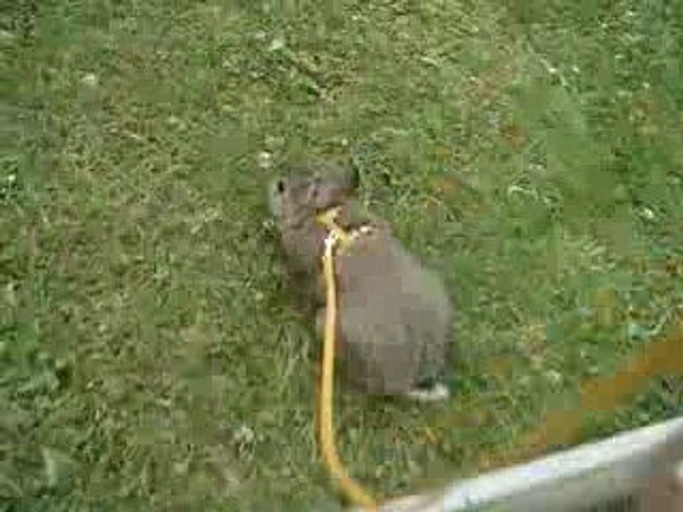 panpan 27.06.09 023