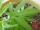 Indoor Marijuana Growing Setup - How to Grow Pot Seeds 10