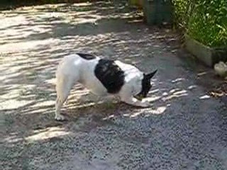 j'adore jouer à la balle