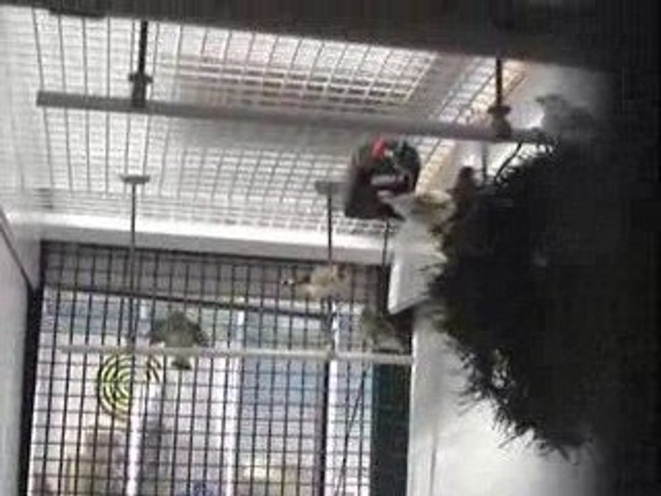 chardonneret femelle avec des jeunes satiné