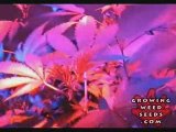 Cannabis Grow Box - 60 Watt LED Light - Pot Growing Guide 4