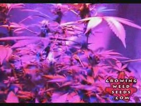 Cannabis Grow Box - 60 Watt LED Light - Pot Growing Guide 8