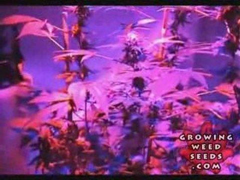 Cannabis Grow Box - 60 Watt LED Light - Pot Growing Guide 9