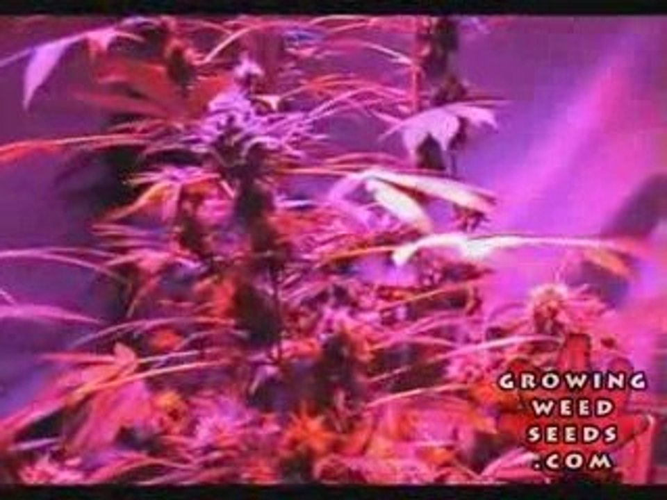 Cannabis Grow Box - 60 Watt LED Light - Pot Growing Guide 12