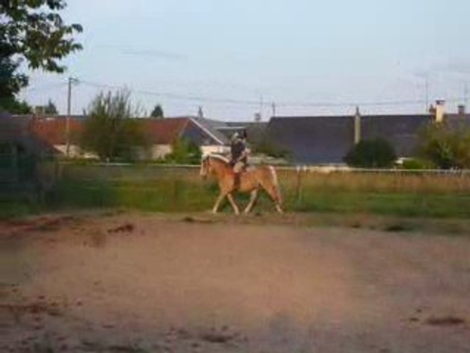 poney trot