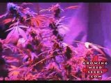 Cannabis Grow Box - 60 Watt LED Light - Pot Growing Guide 13