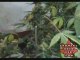 Cannabis Grow Box - 60 Watt LED Light - Pot Growing HARVEST