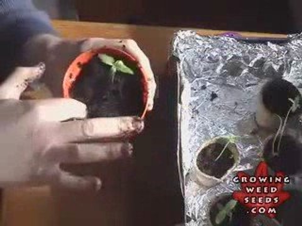How to Grow Weed FAST, CHEAP AND EASY - Dr. Jupiters Guide 3