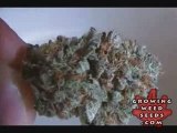 See Marijuana - White Bubba Weed Strain - Pot Seeds Online