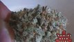 See Marijuana - White Bubba Weed Strain - Pot Seeds Online