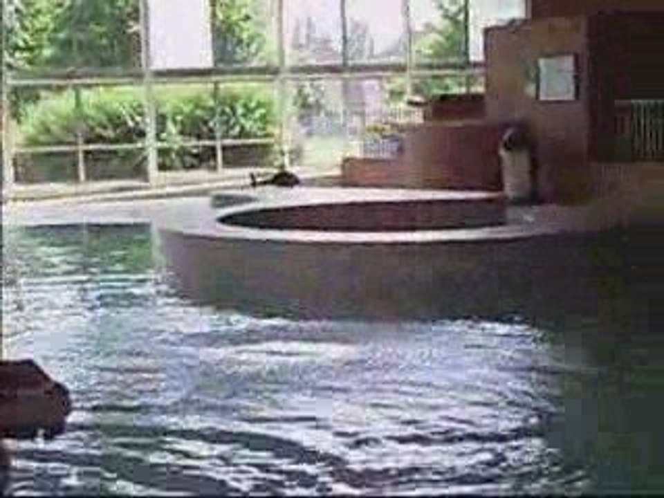 Le Big Lama à la piscine