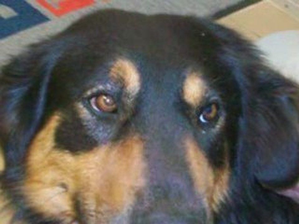 Homemade Doggie Treats