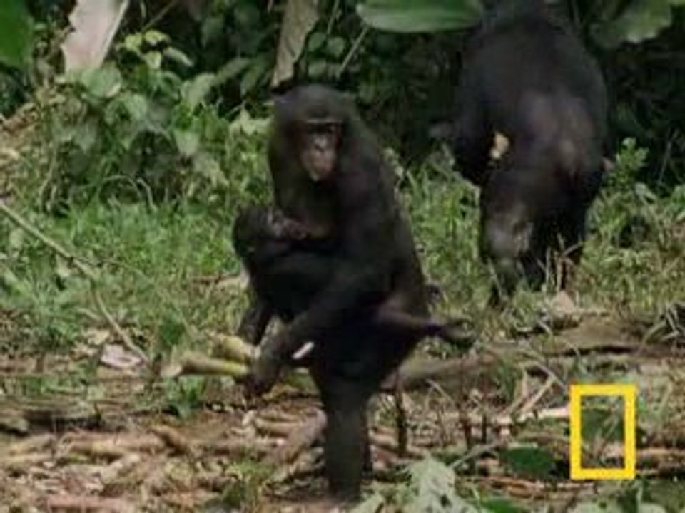 Bonobo_Chimps__Girls_Rule_