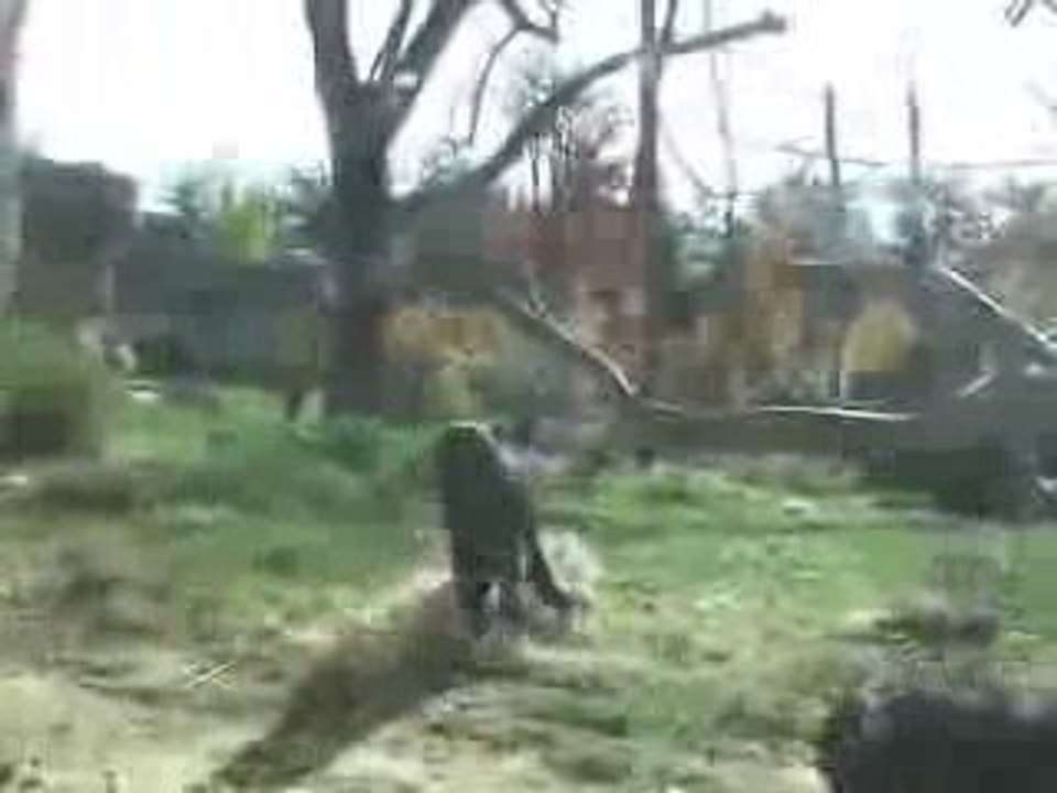 Bonobo_closest_species_to_human_walk_upright_