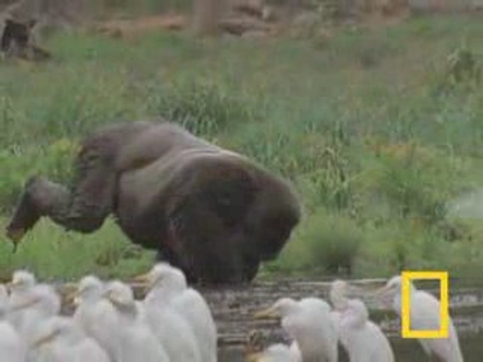 Gorilla_vs._Gorilla
