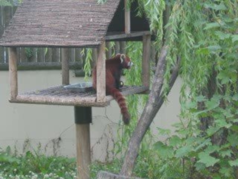 Visite d'AnimalWorld au zoo d'Amiens le 28 Juin 2009
