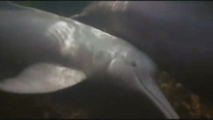 Planeta Tierra - 03 Agua dulce 4/5