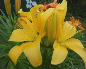 je suis un des plus beaux