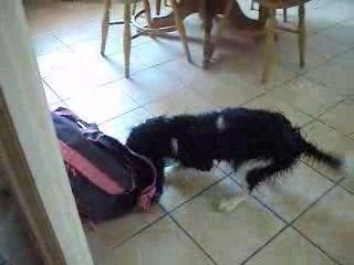 Chien en folie après sa douche