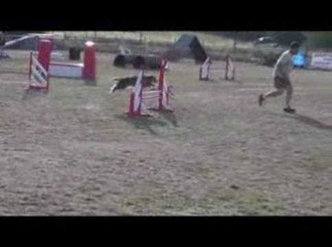 Blueberry Jumping Agility Annonay 28/06/2009