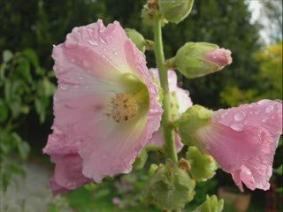 les Amis du Jardin du caBricorne