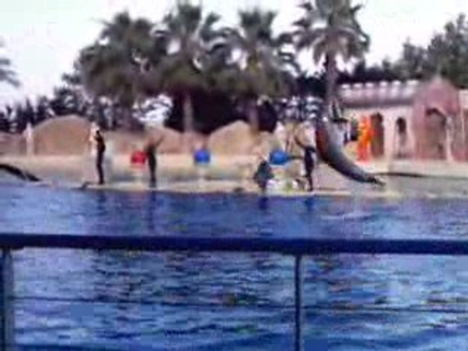 Dauphins marineland