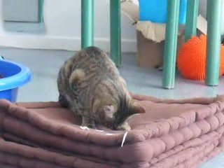 Kheops et le lézard