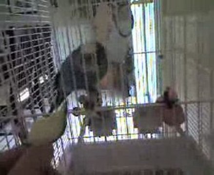 Coco et ses pirouettes