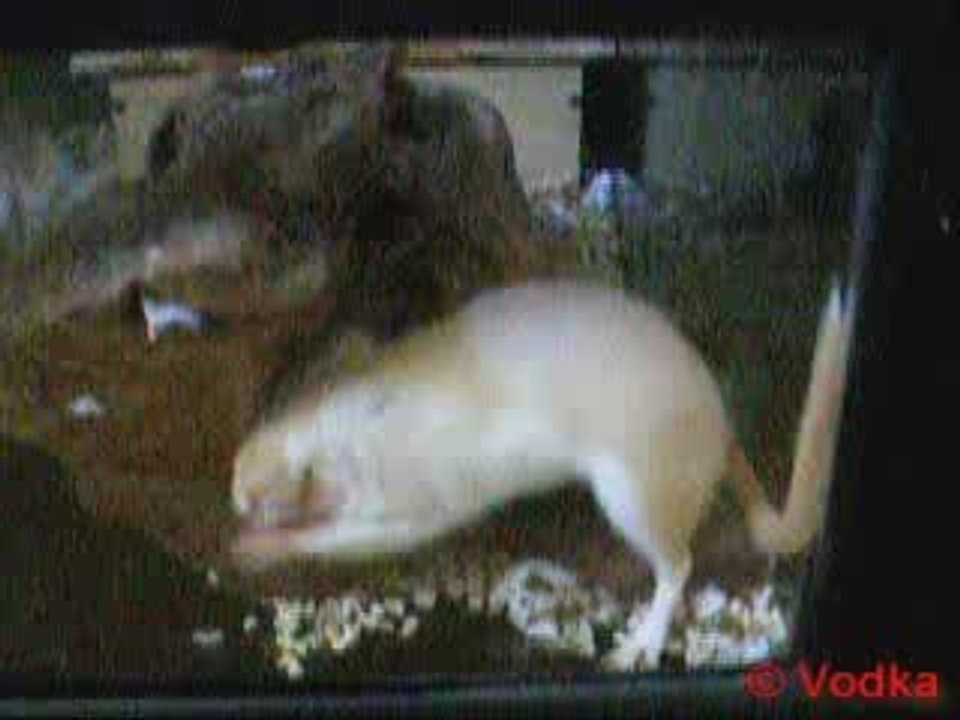 vanille gratte