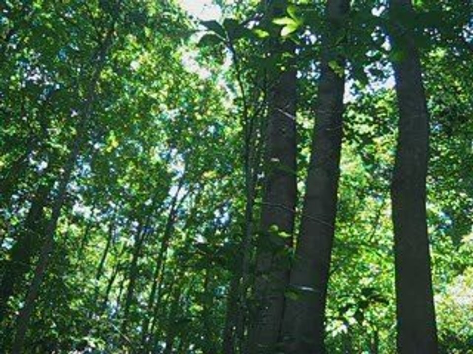 Meditation for Manifesting