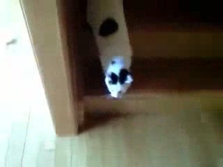 Bien trouver la maniere pour descendre les escalier le matou