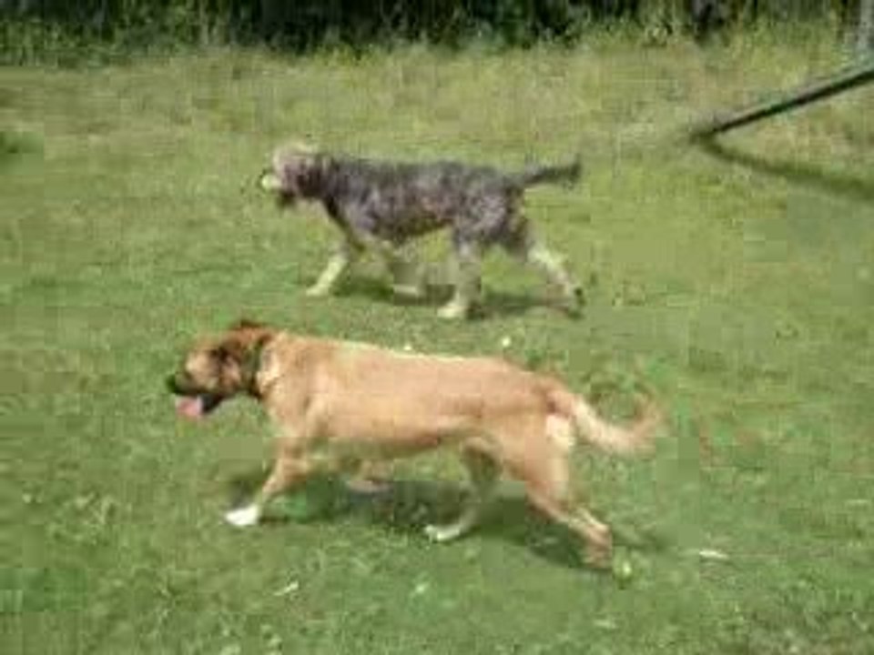Albert et Gypsy
